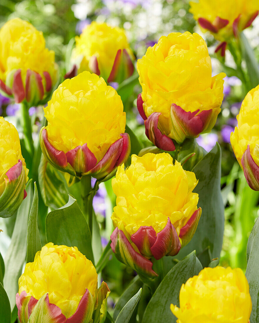 Тюльпан махровый поздний Айс Крим Банана